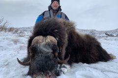 Musk-Ox