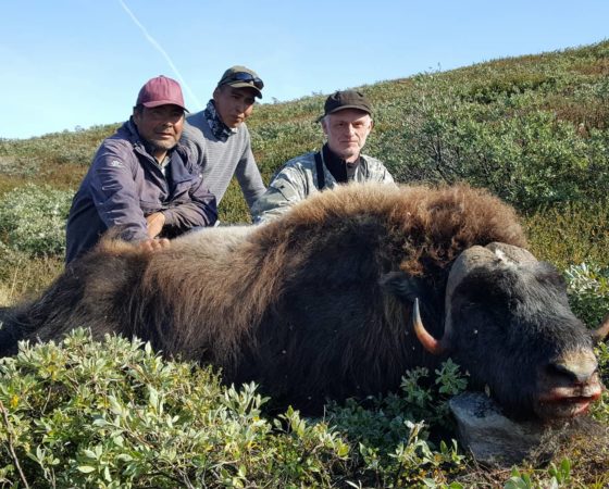 Musk ox