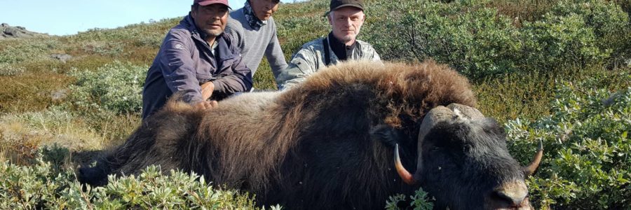 Musk ox