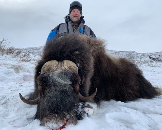 Musk Ox