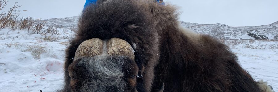 Musk Ox